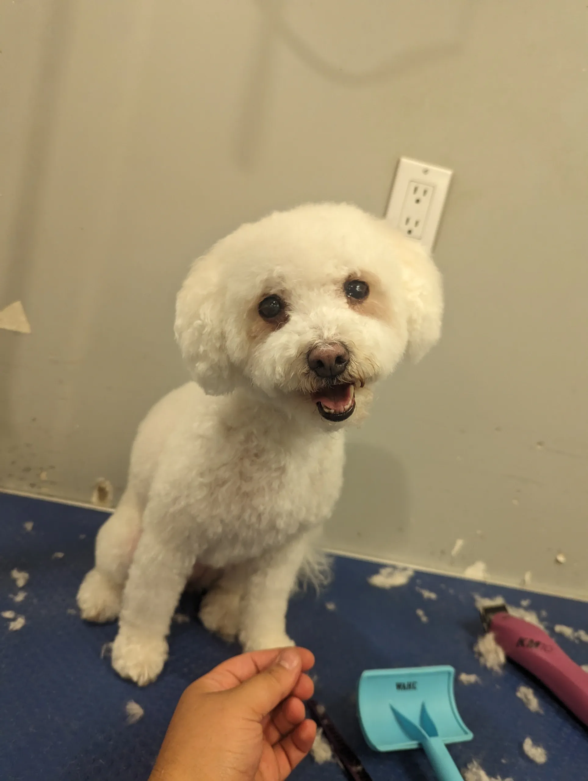 Nadia's Grooming - Professional Pet Salon